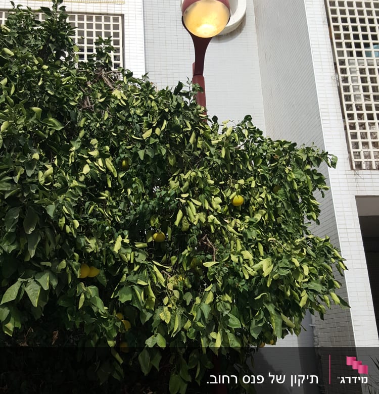 עמוד תאורה עם מנורה דולקת ליד עץ